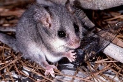Pygmy Possums.jpg