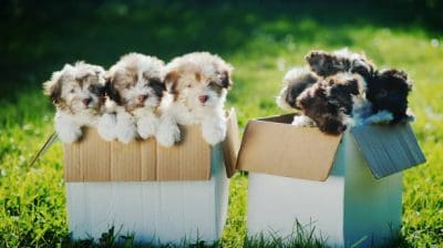 Doodle Puppies for Sale near me.jpg